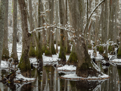 Snow in a Southern Swamp