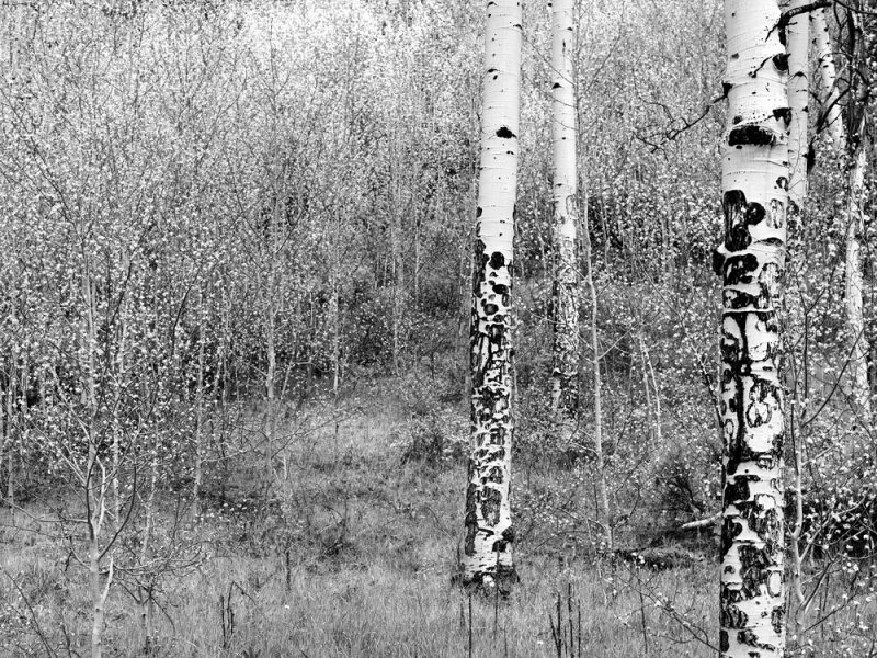 _IMG1124.jpg
