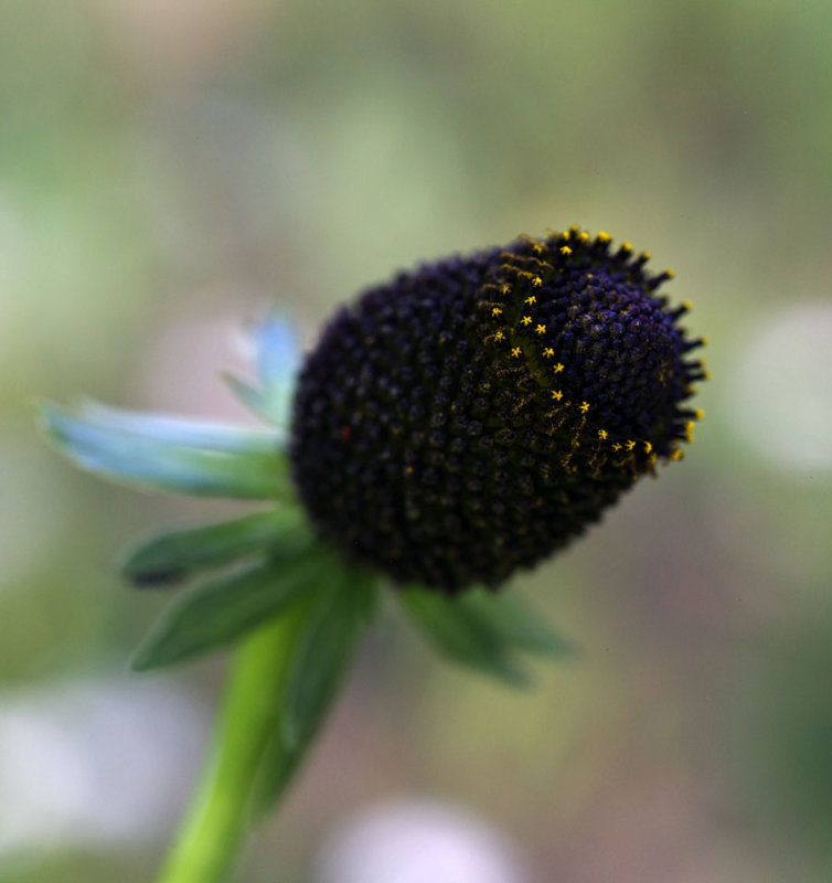 Entwined 
