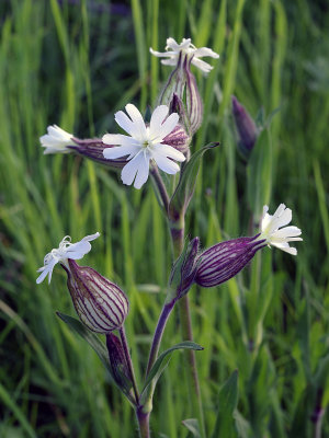 White campion