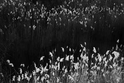 DSCF8717bw.jpg