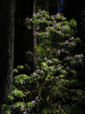 _IMG2554.jpg