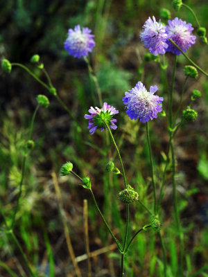 Field scabious 
