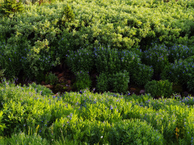 Mountain Bluebells, Montana