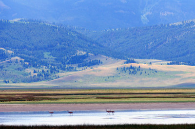 Sandhill Cranes, Montana