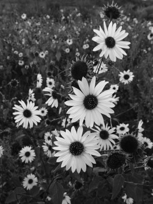 _IMG7463bw.jpg