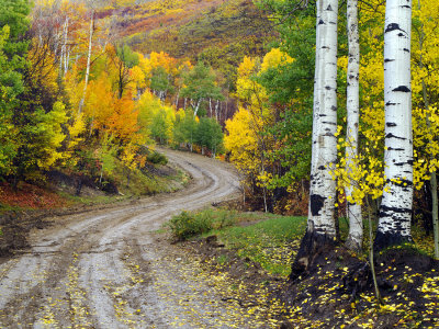 Fall, Consumers Road, Utah