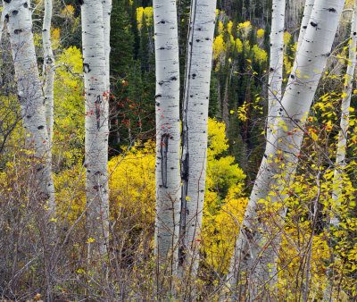 Aspen and Rose Hips