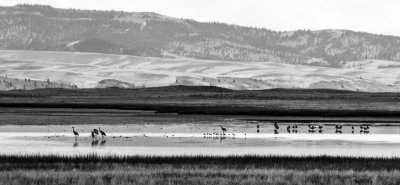 IMGP2494bw.jpg
