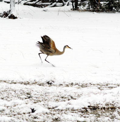 Sandhill Crane