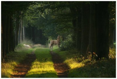 ULVENHOUT ESTATE HONDSDONK