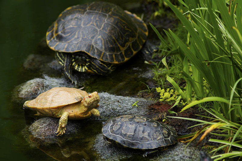 Albino Red-eared slider
