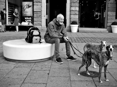 Attentive dogs