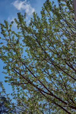 Apple tree blooming  IMG_1958.jpg