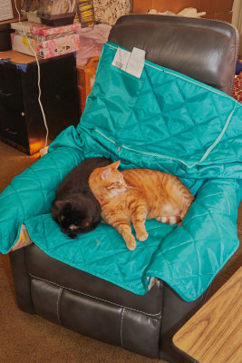 Ming and Morris in new chair.