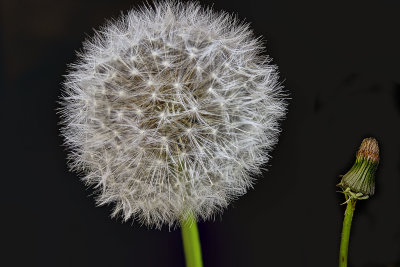 Dandelion! Spring is here!