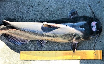 Brenda's Catfish 6-1-2020 Beech Lake (2).jpg