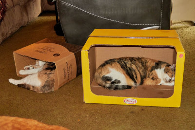 Zhu Zhu and Jackie in new boxes. 