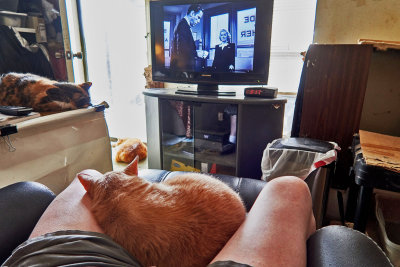 The cats did not seem interested in The Maltese Falcon today.   IMG_5652.jpg