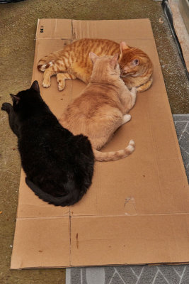 Ming, Sylvester, and Morris on a new box.    IMG_5796.jpg