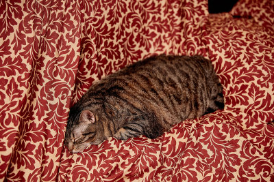 Ling stole the sleeping spot of Morris.             649A4265.jpg