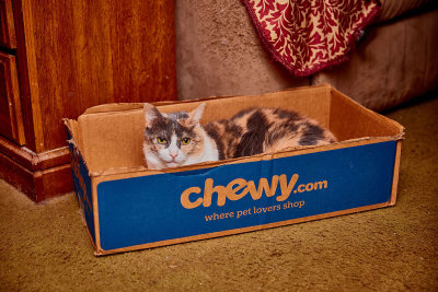 Jackie enjoying the Chewy delivery today!     649A4301.jpg