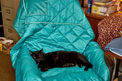 Ming relaxing in my... umm... HIS, chair.       IMG_7544.jpg