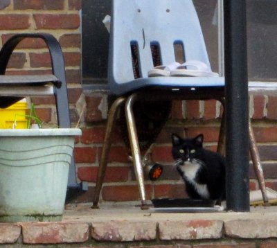Stray cat in area Jan.2021