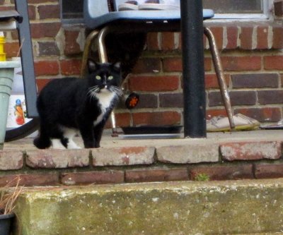 New stray with white whiskers.  Jan. 2021