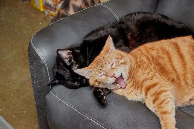 Sleepy Ming and Morris     IMG_8873.jpg