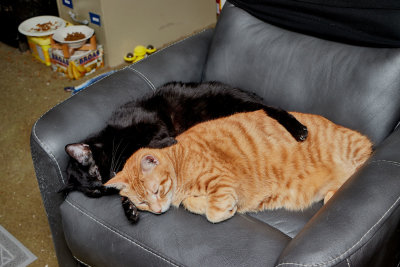 Sweet buddies, Ming and Morris          IMG_8876.jpg