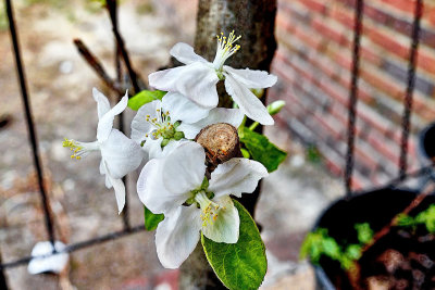 Apple tree branch bloom.jpg