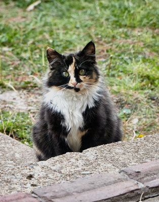 Puff Puff, stray in the area.        IMG_9295.jpg