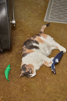 Jackie and her fish toys.    IMG_9377.jpg