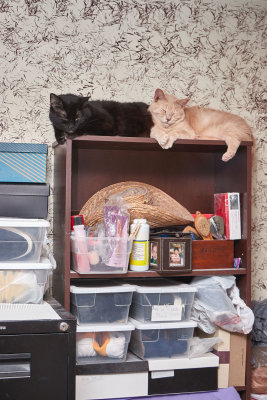 Ming and Sylvester on top of the bookcase.             IMG_0379.jpg