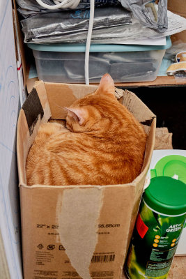 Morris found a new box.       IMG_0617.jpg
