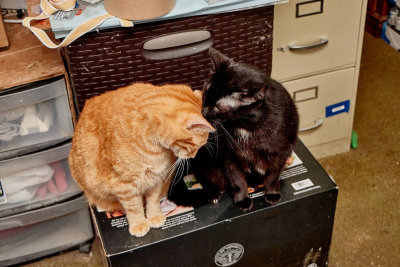Morris and Ming.             IMG_0622.jpg