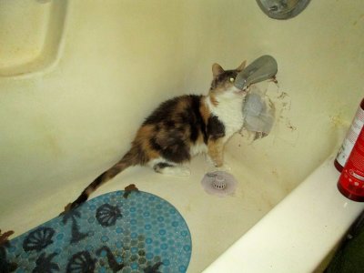 Jackie drinking from tub faucet. Poor thing is not well.                 IMG_4153.jpg
