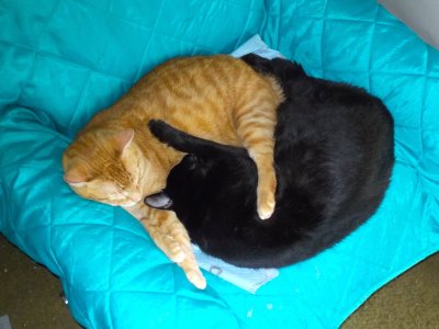 Ming and Morris