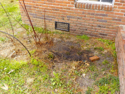 Our stupid don't give a shit upstairs neighbors pour their used oil off the balcony onto the ground.   DSCN1850.jpg