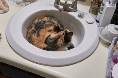 Zhu Zhu enjoying the sink.              IMG_6358.jpg