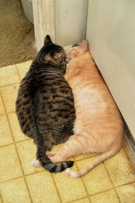 Ling and Sylvester.        IMG_6472.jpg