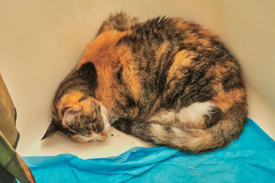 I know eventually I will have to make that hard decision about ZhuZhu. She has been a wonderful kitty.           IMG_6477.jpg