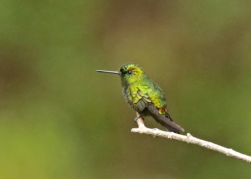 Black-thighed Puffleg