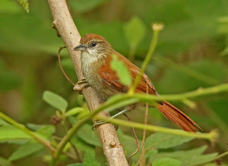 Parkers Spinetail