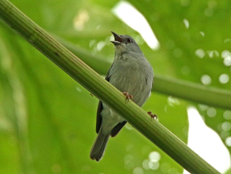 Pearly-breasted Conebill