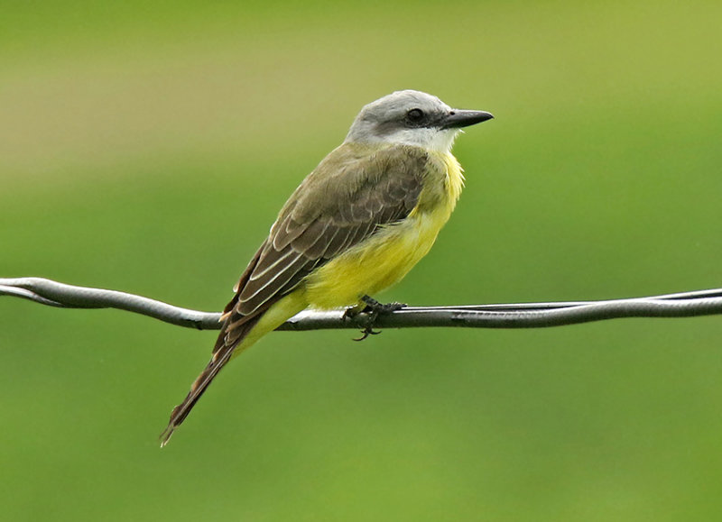 White-throated Kingbird