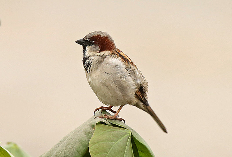 House Sparrow