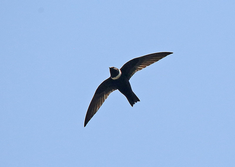 White-collared Swift