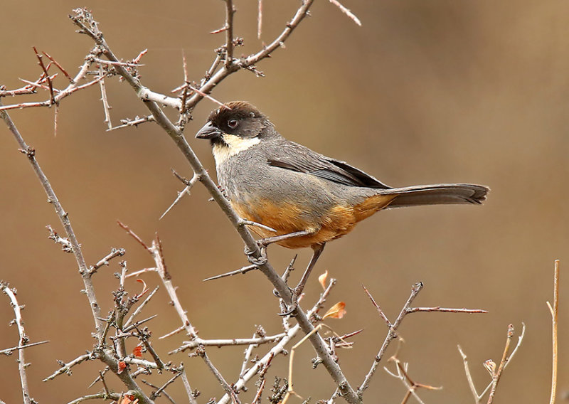 Rusty-bellied Brushfinch
